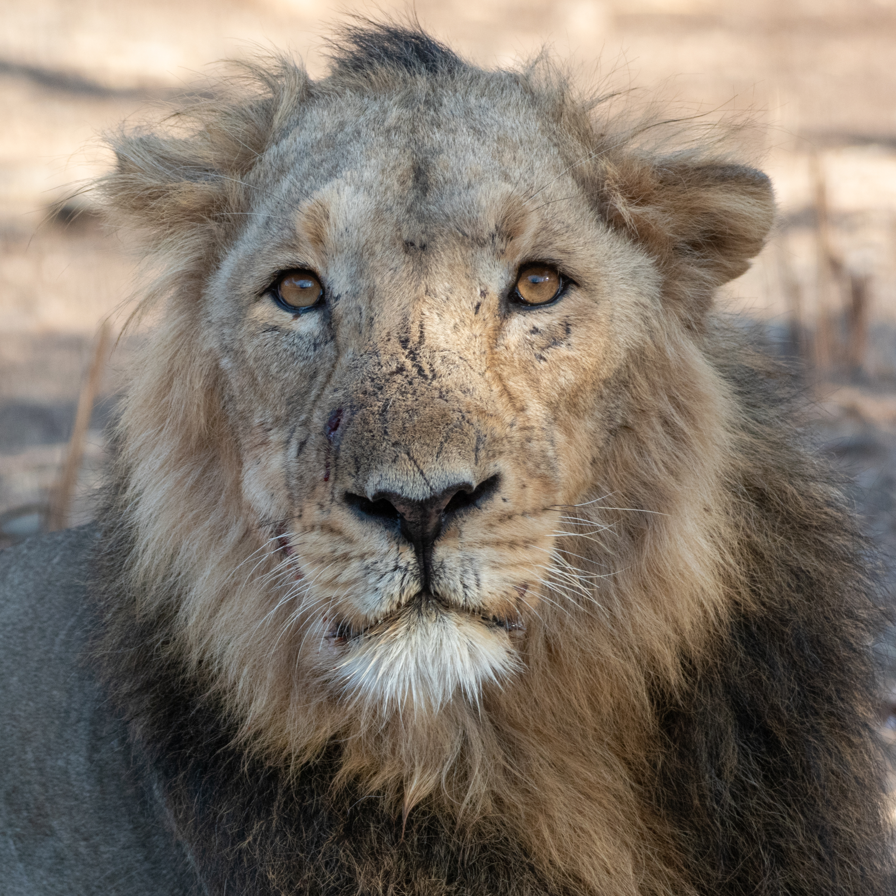 Asiatic Lion