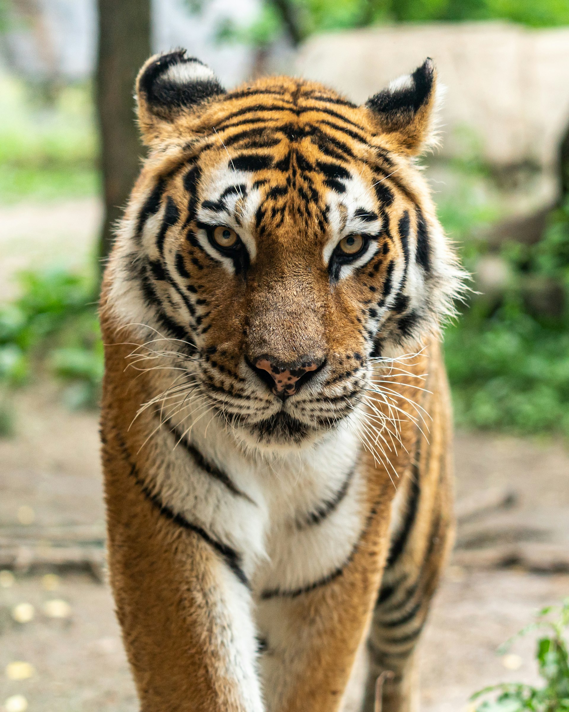 Royal Bengal Tiger walking silently through Indian Sal forest