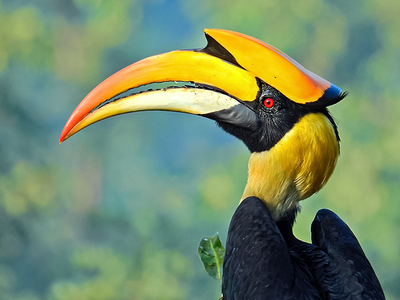 Great Indian Hornbill with golden casque in dense rainforest canopy