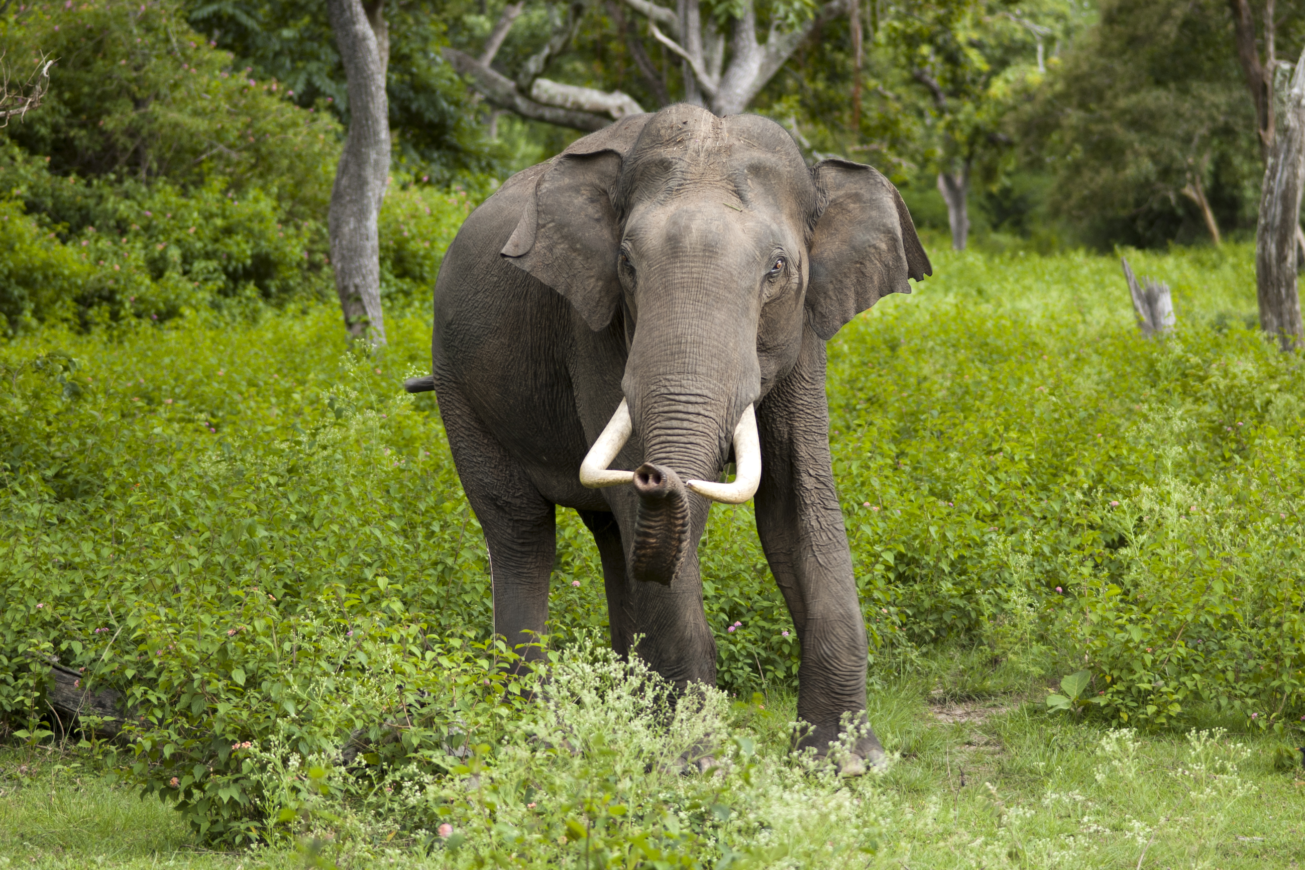 Wild Indian bull elephant moving silently through sunlit clearing of Bandipur National Park