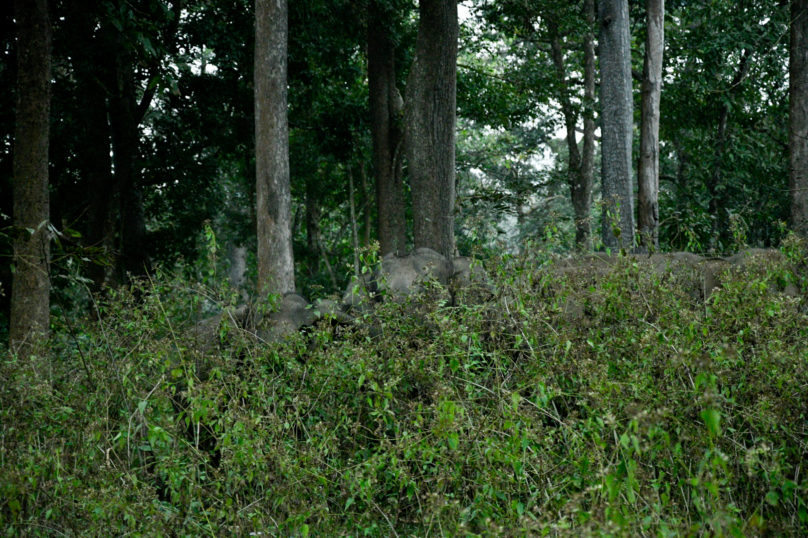 Wayanad Matriarchal Crossing
