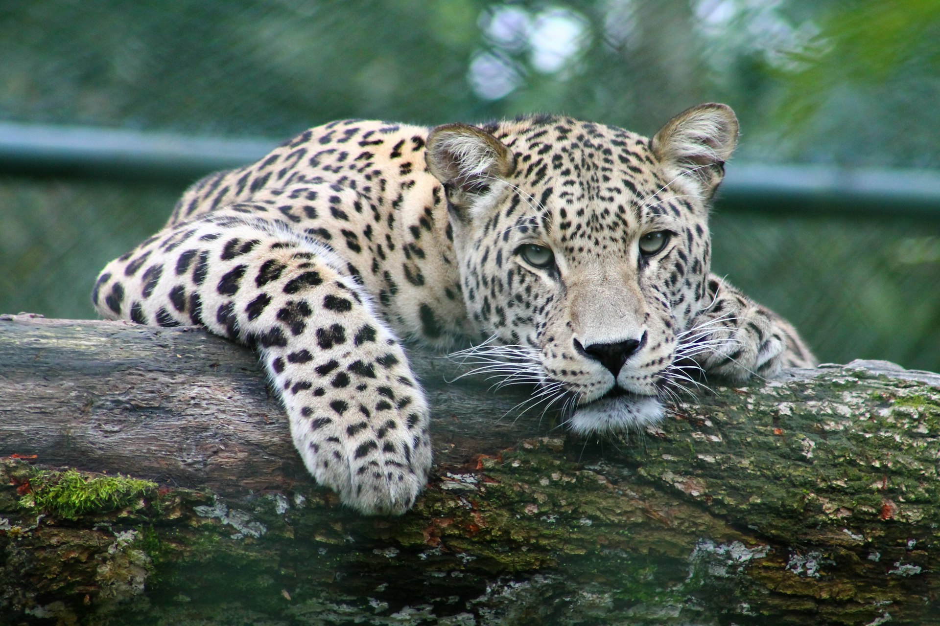 Indian Leopard resting on ancient moss-covered tree in Kabini forest