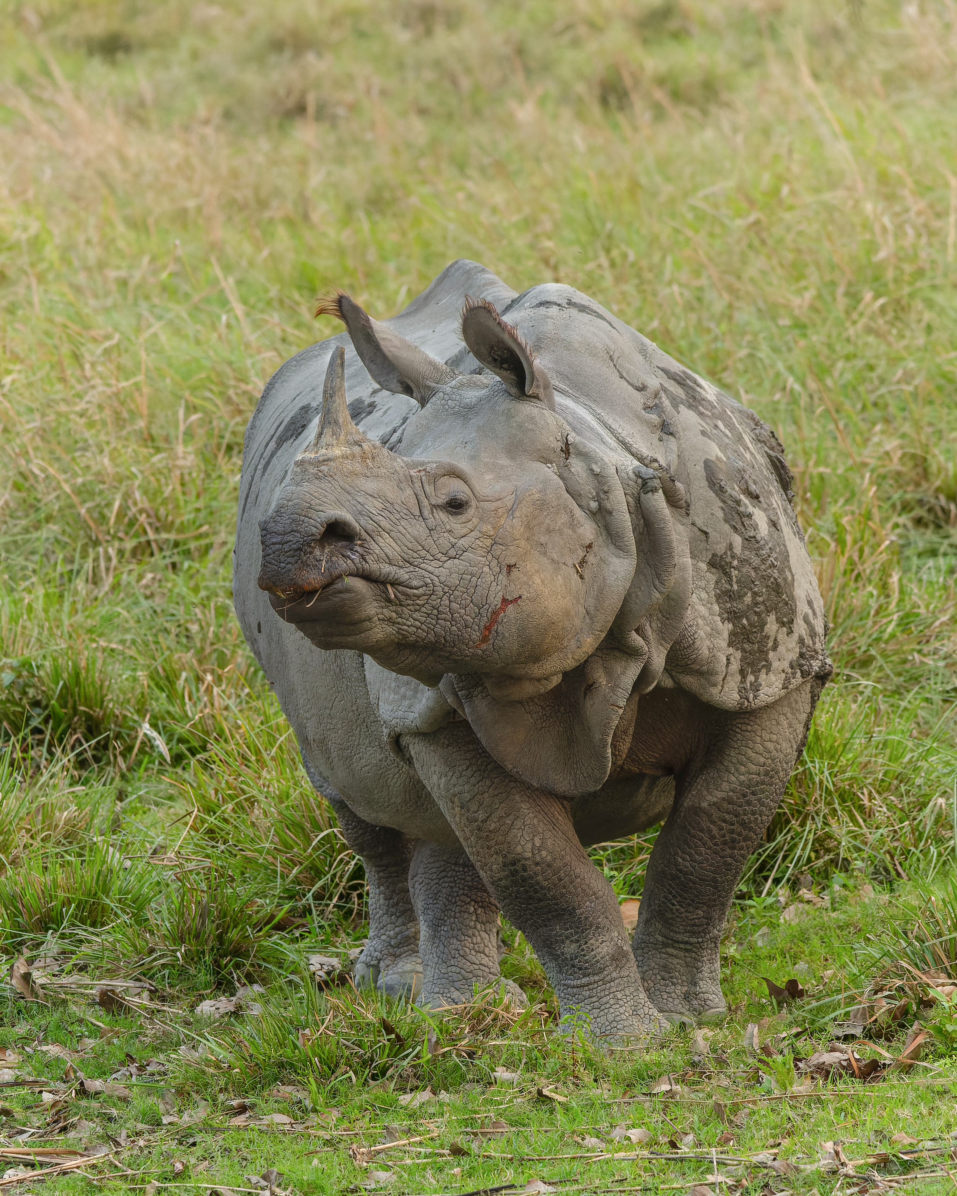 Greater One-Horned Rhinoceros grazing in Brahmaputra alluvial wetlands