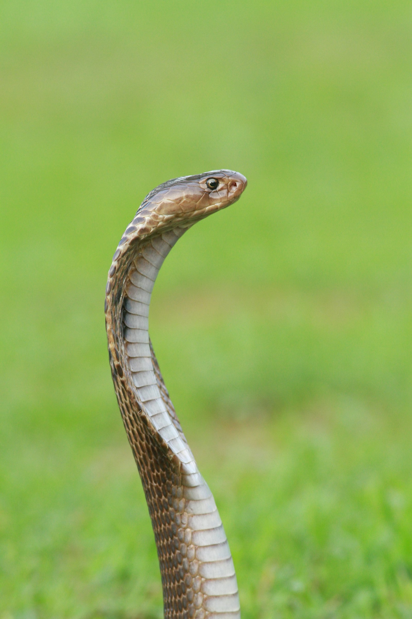 Radio-Telemetry Tracks King Cobra Nesting in the Western Ghats