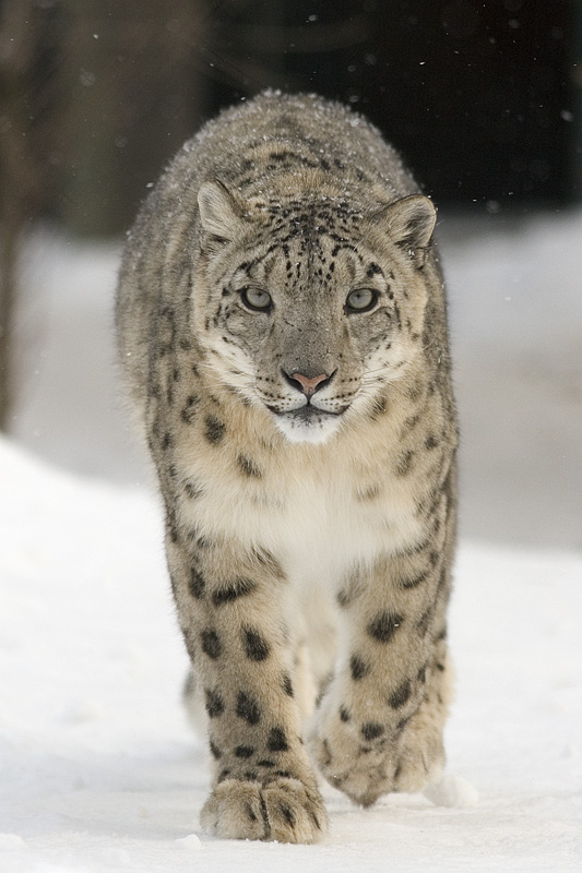 Himalayan Snow Leopard